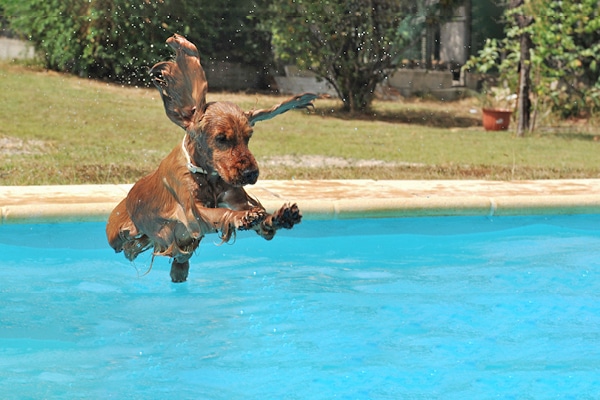 can dogs swim in pools